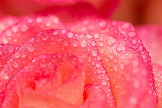Pink rose flower with water drops. Water drops on rose. Flower background.