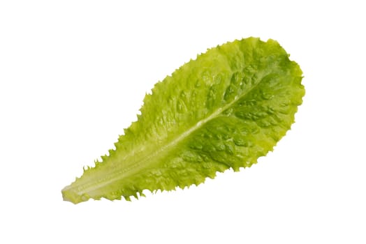Green salad leaf isolated on white background. One fresh green lettuce leaf isolated on white.