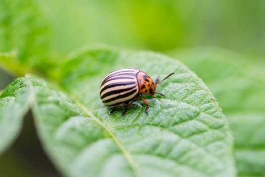 Colorado potato beetle eats potato leaves. Colorado potato beetle. Potato bug on green sheet.