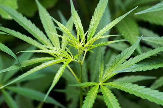Cannabis. The concept of Indoor grow marijuana. Beautiful leaves of marijuana cannabis plant.