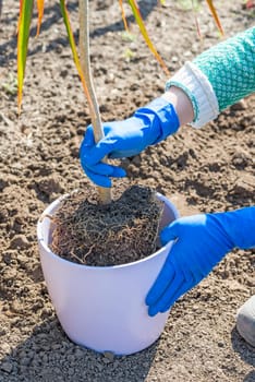 Gardener holds in hands home plant prepared for transplanting into a new pot. Repotting of plant showing roots in soil shaped like flower pot.