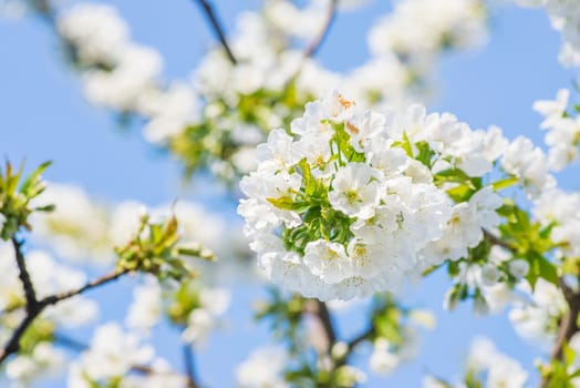 Cherry blossom in spring. Cherry flowers are blooming in the garden, closeup