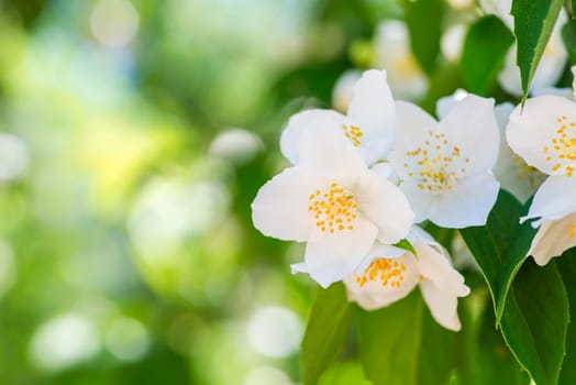 Beautiful white jasmine flowers. Beautiful blooming jasmine branch with white flowers. Natural background with jasmine flowers on a bush. Selective focus.