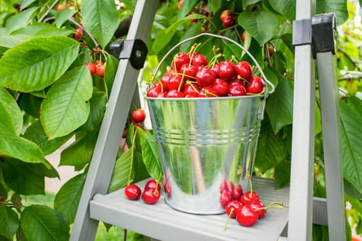 Harvesting cherries in the garden. Bucket of cherries on the top of ladder on cherry branches background.