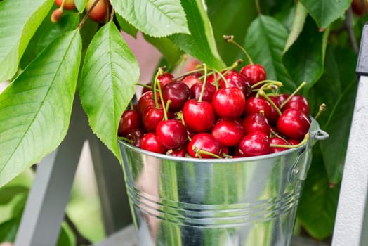Harvesting cherries in the garden. Bucket of cherries on the top of ladder on cherry branches background.
