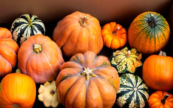 Pumpkins in box - a box with a variety of pumpkins