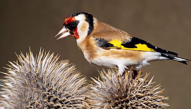 European goldfinch with juvenile plumage, feeding on the seeds of thistles. Juvenile European goldfinch or simply goldfinch, latin name Carduelis carduelis, Perched on a Branch of thistle