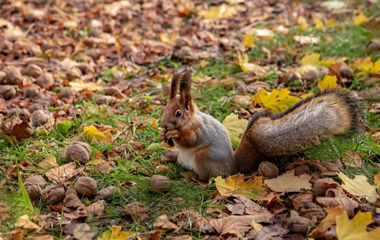 Squirrel sits on the asphalt in an autumn park and waits for a nut