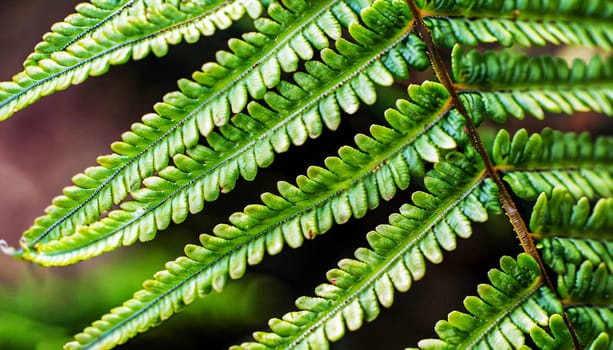 macro photo of green fern petals. The fern bloomed. Fern on a background of green plants. Beauty is in the little things