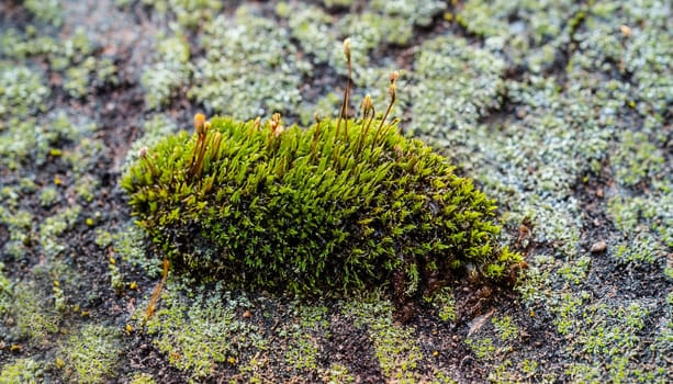 Mobile photo of green moss on the asphalt at the street