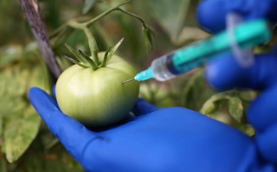 Close-up of scientist injecting transparent chemicals into green tomato wearing protective gloves. Genetically modified food advantages and disadvantages concept