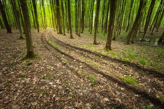 Long dirt road in spring green forest, eastern Poland