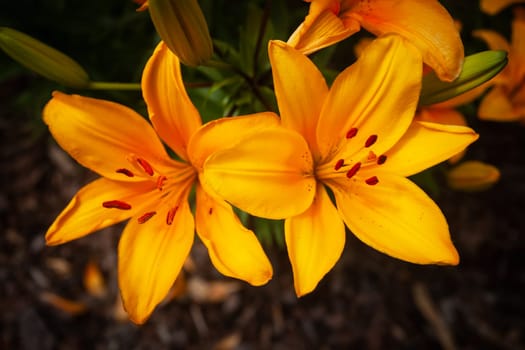 Close-up of two lily flowers in dark yellow color.