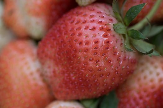 Red strawberries have a sweet and sour taste.Strawberry is an important commercial fruit. There is a wide variety of weather conditions around the world.