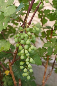 a bunch of grapes starting to ripen, a bunch of grapes on a vine,