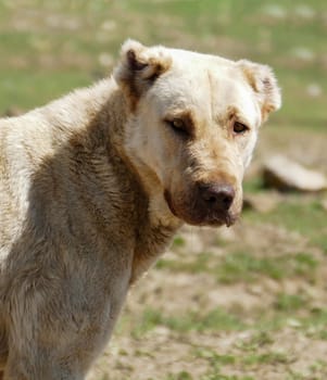 dog head,large dog head,dog portrait,close-up of a dog,