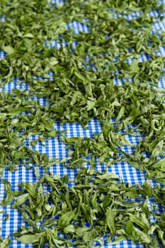 dried mint on a cloth,drying mint,preparing dried mint,close-up,