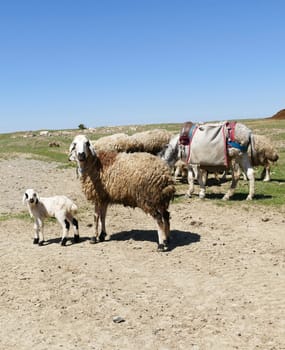 flock of sheep and lambs grazing in the field, mother sheep and baby lamb together,