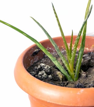 a newly developing aloe vera flower in a plastic pot, growing an aloe vera plant at home, aloe vera plant in a pot on a white background,