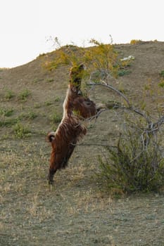 goats and kids grazing on the land, damaging the trees, goats damaging the trees,