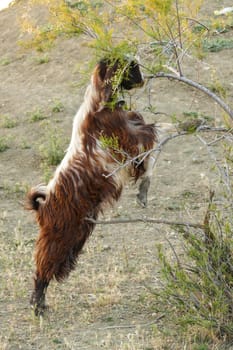 goats and kids grazing on the land, damaging the trees, goats damaging the trees,