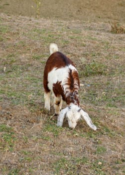 goats and kids grazing in the field, yellow goats, herd of goats in the open field,