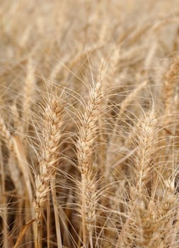 close-up dried wheat plant ready to be harvested,dry wheat ears,wheat ears,