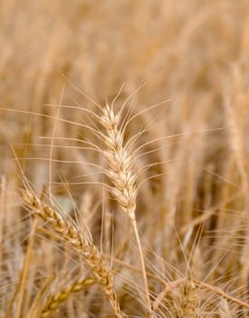 close-up dried wheat plant ready to be harvested,dry wheat ears,wheat ears,