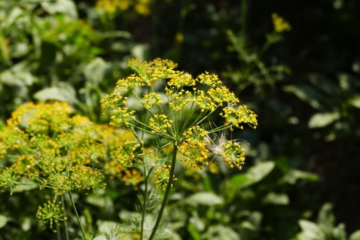 yellow dill plant flower,close-up dill plant,