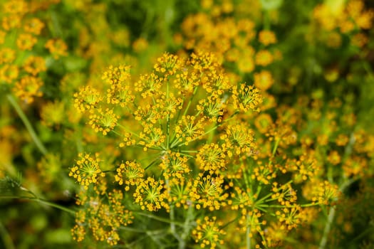 yellow dill plant flower,close-up dill plant,