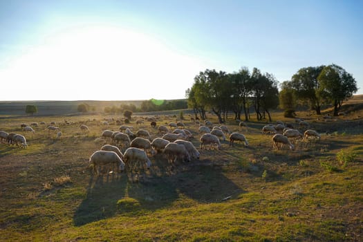 flock of sheep grazing in the field, sheep and lambs grazing in the open field, flock of sheep,