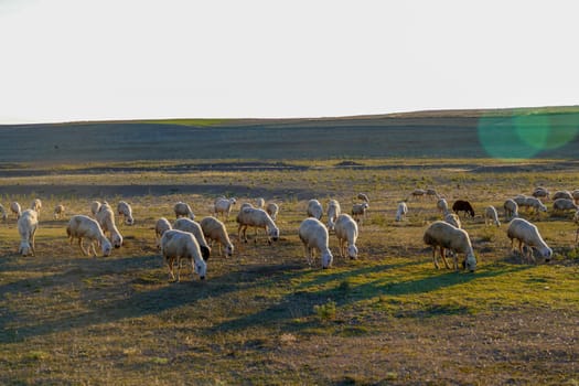 flock of sheep grazing in the field, sheep and lambs grazing in the open field, flock of sheep,