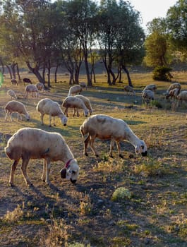 flock of sheep grazing in the field at sunset, sheep and lambs grazing in the open field,