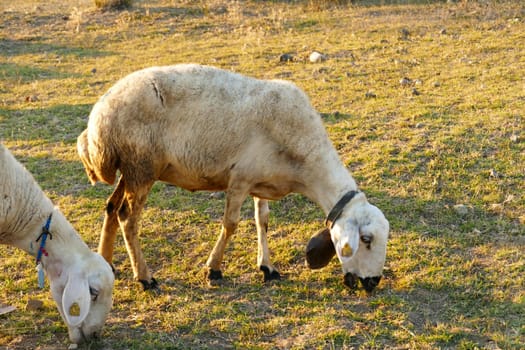 sheep grazing with bell on neck,sheep with bell on neck with beads,close-up grazing sheep,