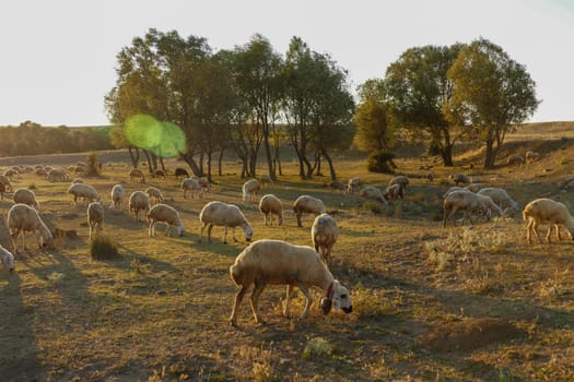 flock of sheep grazing in the field at sunset, sheep and lambs grazing in the open field,