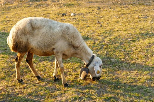 sheep grazing with bell on neck,sheep with bell on neck with beads,close-up grazing sheep,