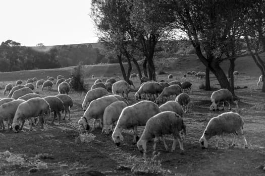 flock of sheep grazing in the field at sunset, sheep and lambs grazing in the open field,