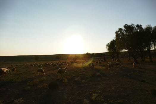 flock of sheep grazing in the field at sunset, sheep and lambs grazing in the open field,