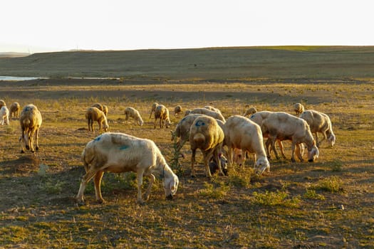 flock of sheep grazing in the field at sunset, sheep and lambs grazing in the open field,