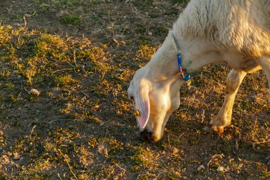 sheep grazing with bell on neck,sheep with bell on neck with beads,close-up grazing sheep