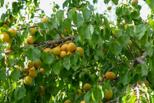 large amount of yellow ripe plums on plum tree,close-up yellow ripe plums,plums on branch close-up,