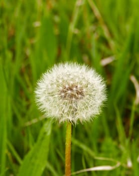 dandelion feathers,close-up dandelion flower feathers,