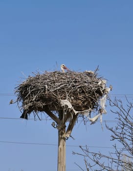 blue sky and a stork's nest, a stork in incubation,