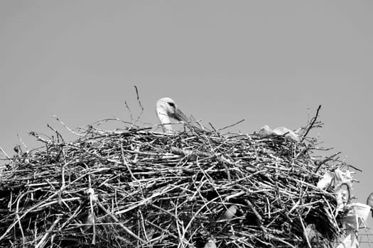 female storks that come to the same nest every year and brood,