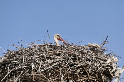 blue sky and a stork's nest, a stork in incubation,