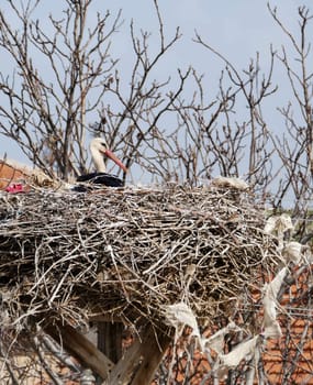 a stork, stork and stork nests lying in their nest in spring,