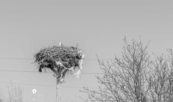 female storks that come to the same nest every year and brood,