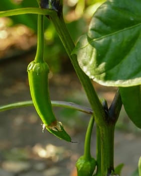 pepper plant, green version of capia pepper, green pepper that has not yet been fried, capia pepper for tomato paste,