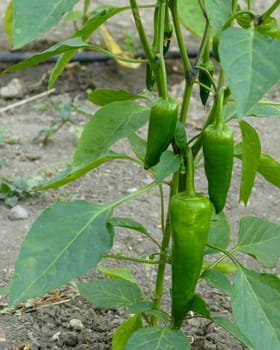 pepper plant, green version of capia pepper, green pepper that has not yet been fried, capia pepper for tomato paste,