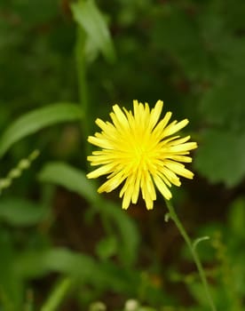 yellow flower Chicory, dandelion flower,medical Chicory herb,